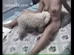 Furry little dog licks his owners soaked pussy
